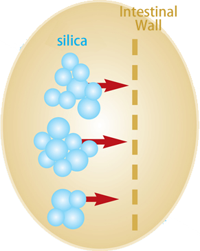 Resorption of Silica
