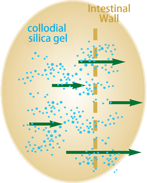 Resorption of collodial silica gel